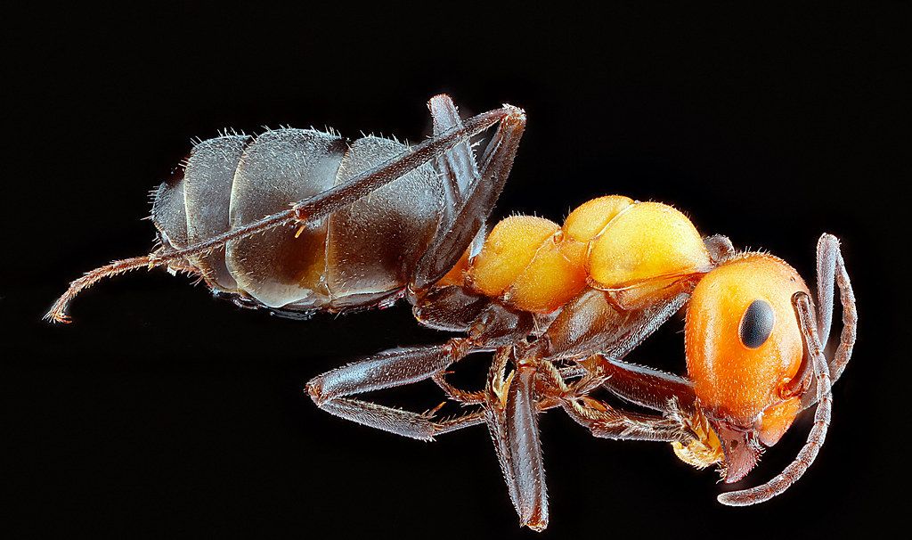 Ant Control service in Waukesha, WI