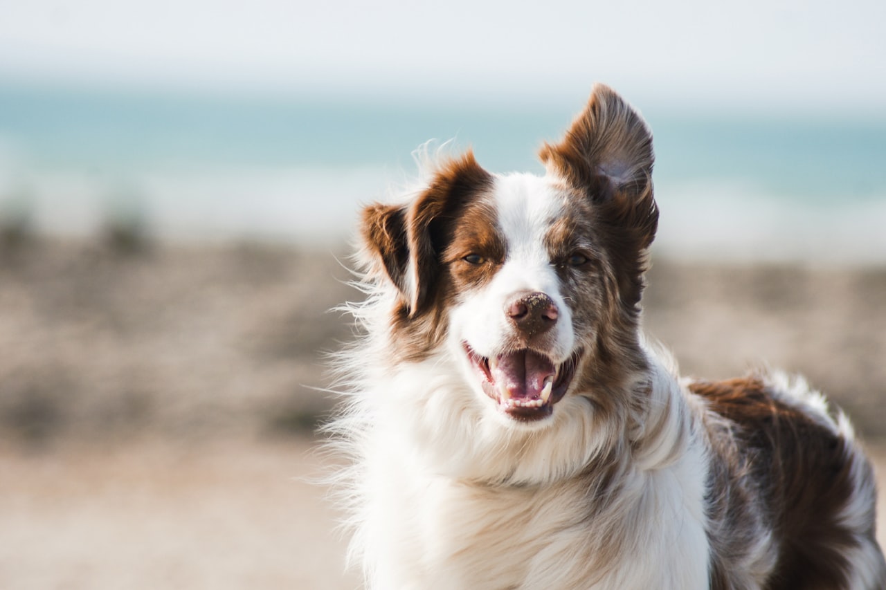Flea & Tick Control service in Waukesha, WI