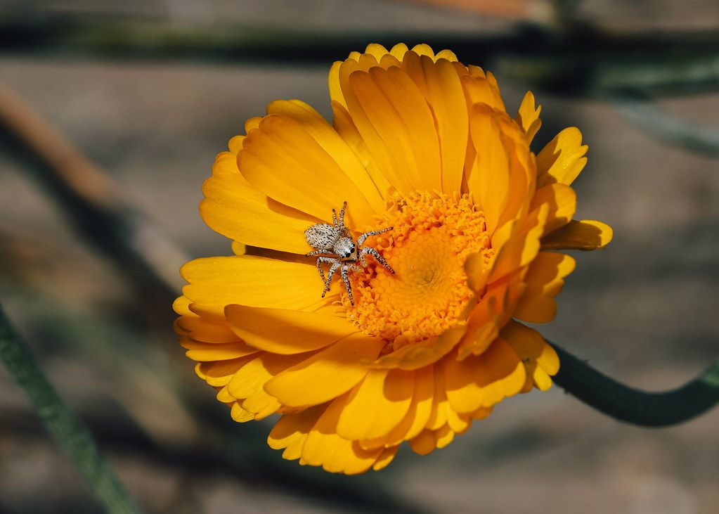 Spider Control service in Waukesha, WI